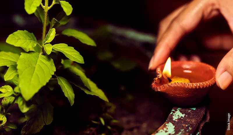 Tulsi plant at home as per vastu | benefits, directions & more