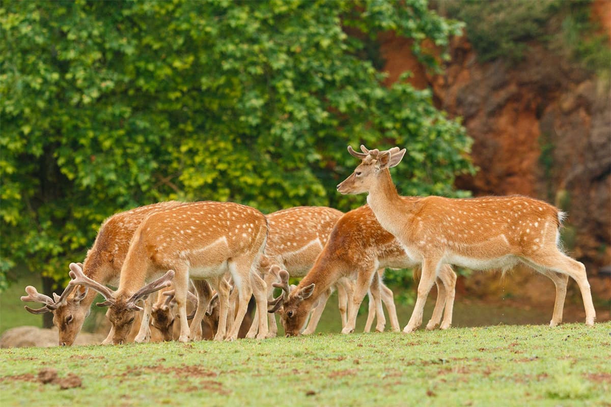 Ranichi Baug - Deer