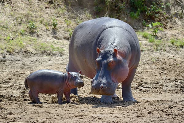 Rani Baug - hippopotamus