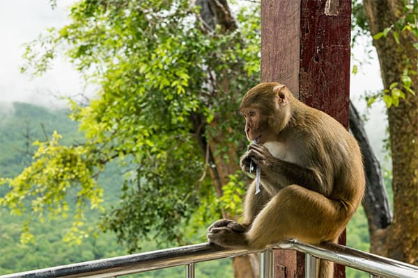 Ranichi Baug - Monkey