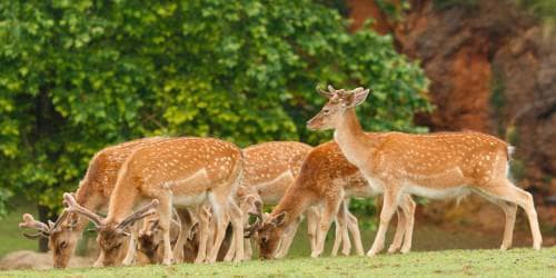 Sanjay Gandhi National Park