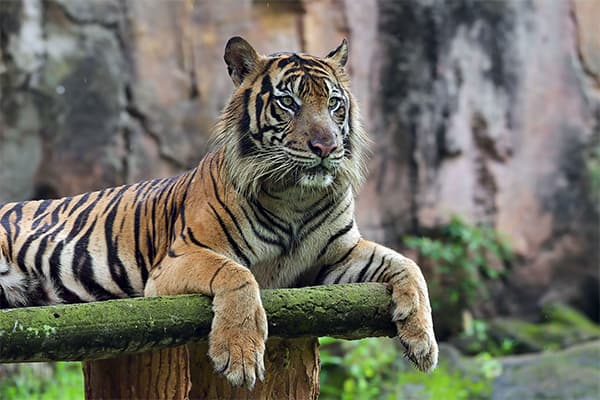 Byculla Zoo - Tiger