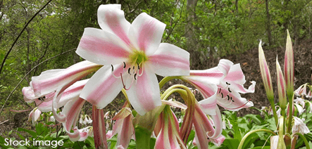 Flora park with a variety of flowers and plants at the Sanjay Gandhi National Park.