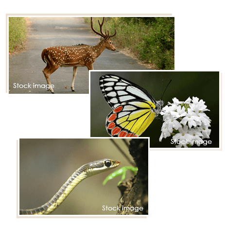 Majestic Deer at Sanjay Gandhi National Park